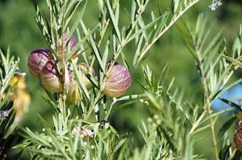 Pineneedle Milkweed growing in the desert.